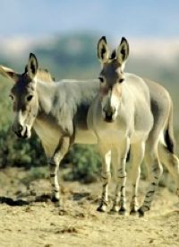 Coburn: GAO Report Makes Congress “Look Like Jackasses”