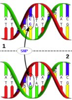 Pentagon to Use Genetic Code to Identify Perfect Soldier?