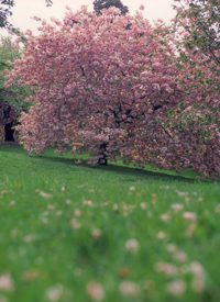 N.C. Church Fined $4,000 for Excessive Tree Pruning