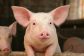 Success of Pig Kidney in Man’s Body Brings Us Closer to Animal Transplants