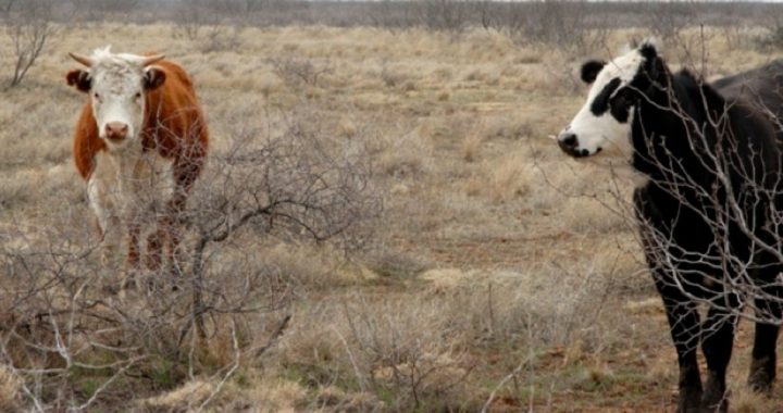 Bundy’s Case: Feds Do Not Own the Land Where His Cattle Graze