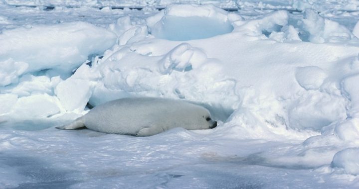 Record Antarctic Sea Ice Chills Climate-change Projections