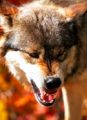 NatGeo’s “Wolf Wars” Flacks for Radical Greens