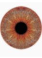 Iris Scan Coming to Airports, Focusing Terror Hunt on Innocent