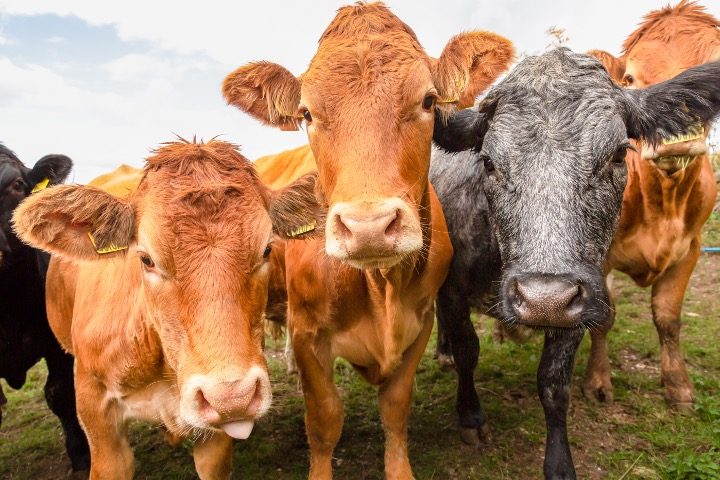 War on Meat: Study Suggests Cigarette-style Climate Warning Labels to Cut Down Meat Consumption