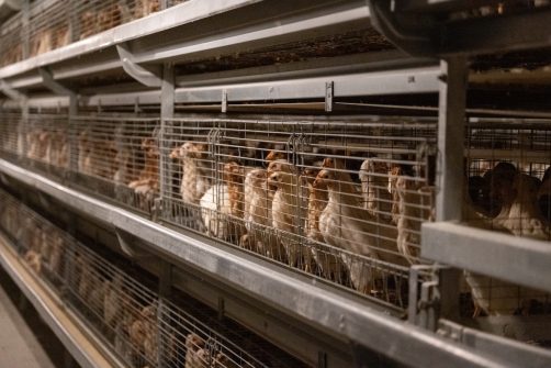 Bird Flu Mania Boosts Egg Prices, But Experts Warn Gain-of-Function Is the Real Threat