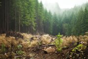 Trump Admin Pushes Domestic Increase in Timber Production