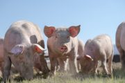 FDA Opens Door to Gene-edited Meat With CRISPR Pig Approval