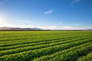 Farm Bill Pushes Federal Control Over Pesticide Warnings, Sparks Backlash