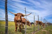 Ag Secretary Confirms That Trump Is Eyeing Argentina’s Beef; U.S. Ranchers See Red