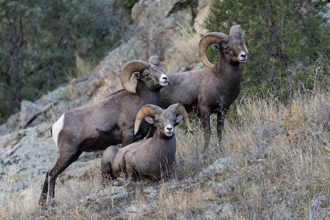 Colorado Moves Against Fur Sales, Reviving the War on Hunting and Trapping