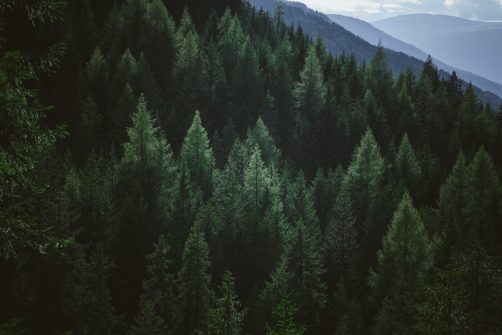 Town in Quebec, Canada, Recognizes “Right to Life” for … Trees