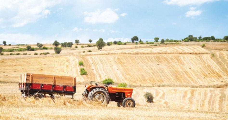 Roscoe Filburn: The Wheat Farmer Who Went Against the Grain